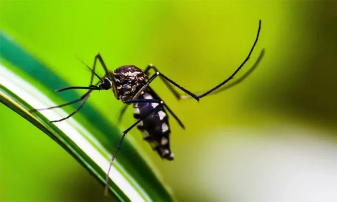 Piauí-já-registra-11-mortes-por-dengue-veja-como-está-Regeneração-nessas-estatísticas. Imagem-do-mosquito-Aedes-aegypt