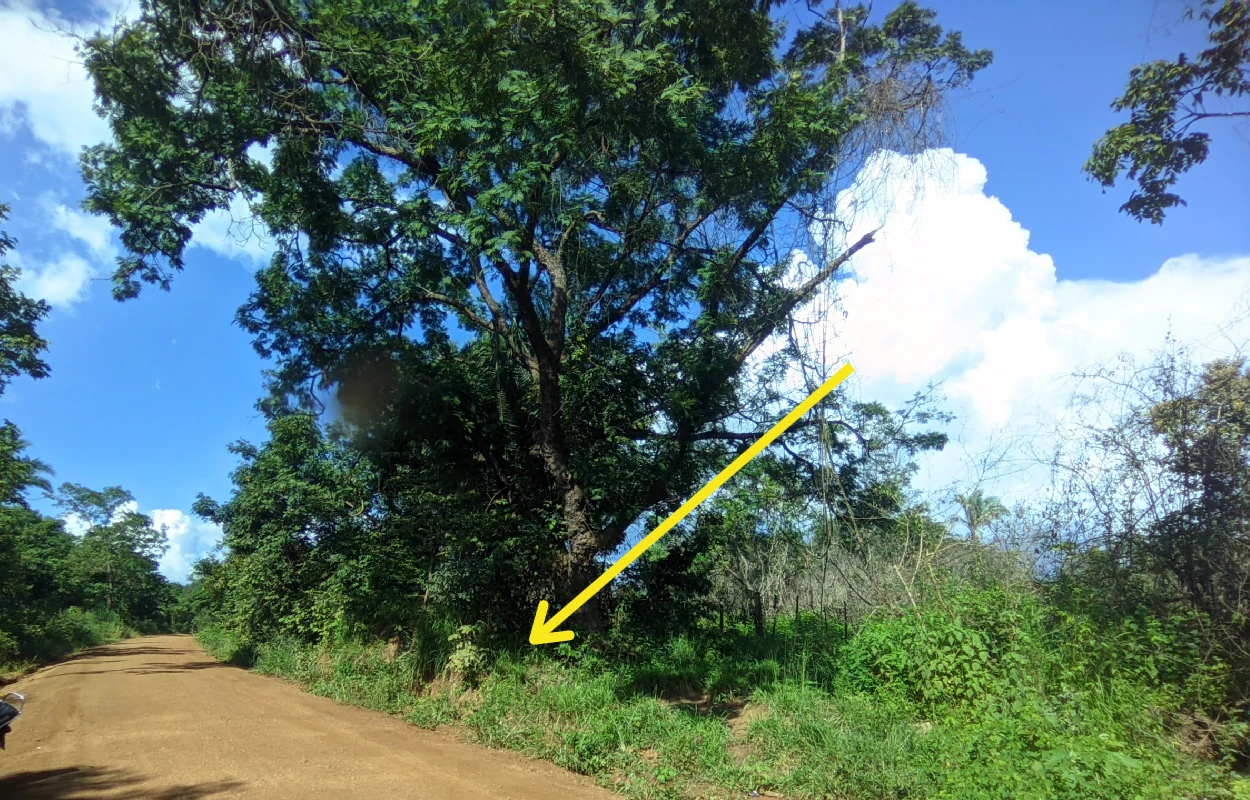 Imagem-do-pé-de-faveira-onde-Fiat-Strada-branco-surgiu-e-colidiu-com-a-traseira-da-motocicleta-na-beira-da-estrada