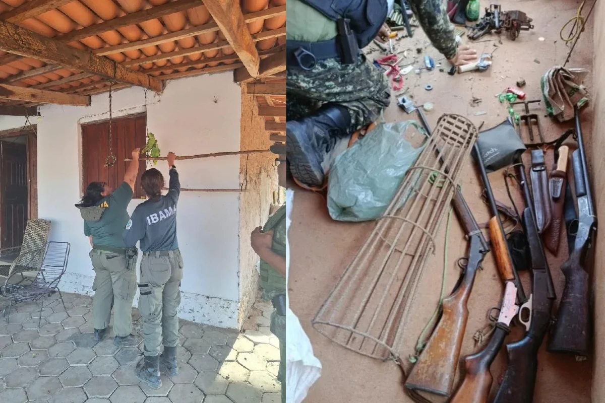 Na-imagem-Papagaios-e-espingardas-apreendidos-pelo-Ibama