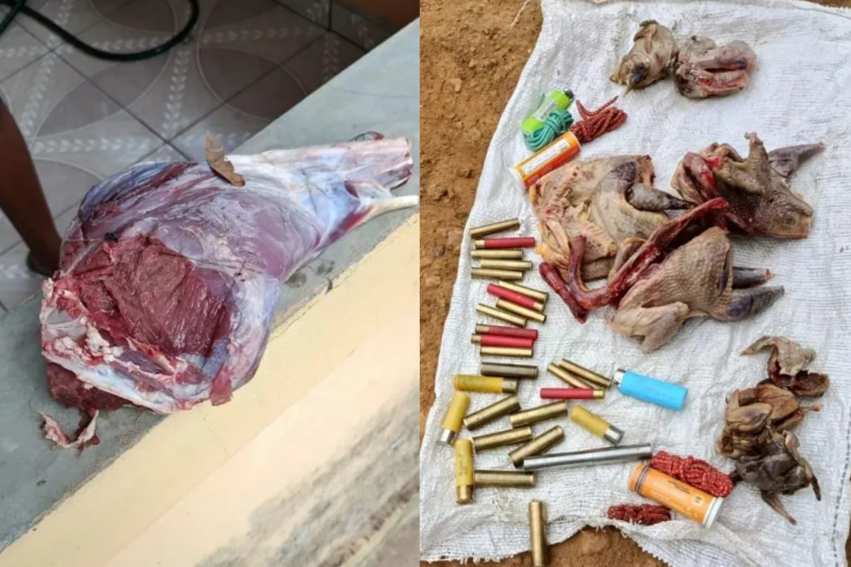 A-imagem-mostra-animais-abatidos-apreendidos-durante-a-operação-contra-rede-de-caça-ilegal-e-tráfico-de-fauna-é-desmantelada-em-Regeneração-e-outras-quatro-cidades-no-Piauí