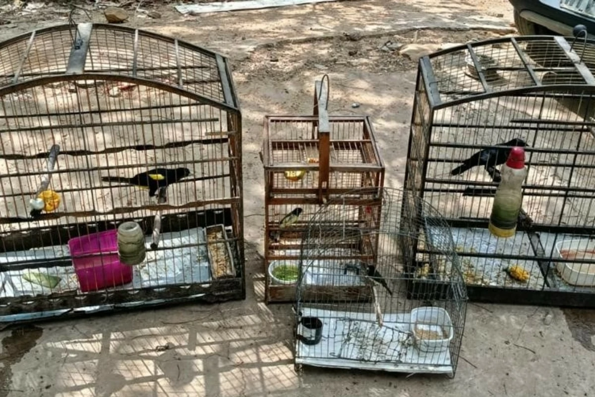 A foto mostra pássaros e gaiolas apreendidos